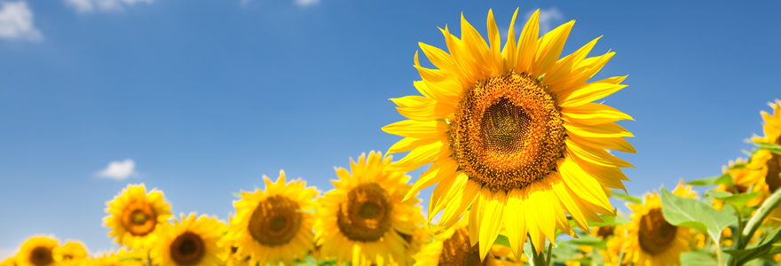 Field of Sunflowers image